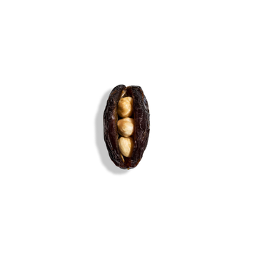 Majdool Hazelnut